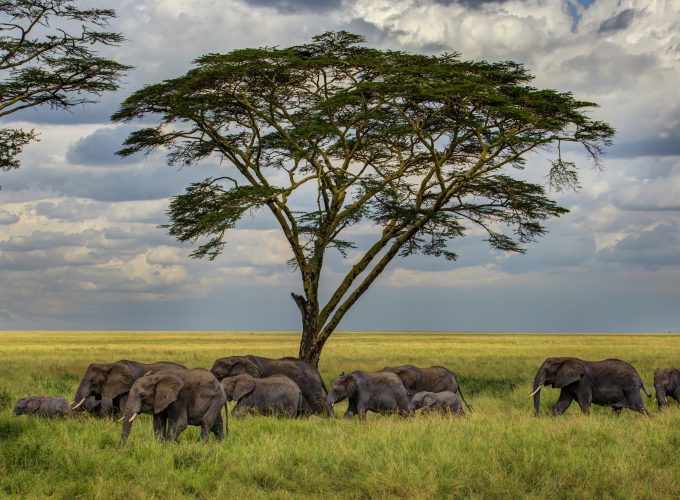 Wallpaper Elephant, 5k, 4k wallpaper, savanna, tree, clouds, Animals 394892727